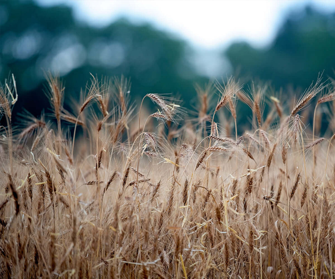 Farm2Flour Wheat Field